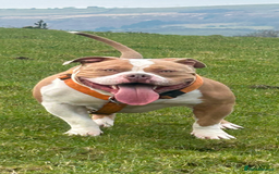 American Bully dogs for stud: American pocket bully  - Image 17