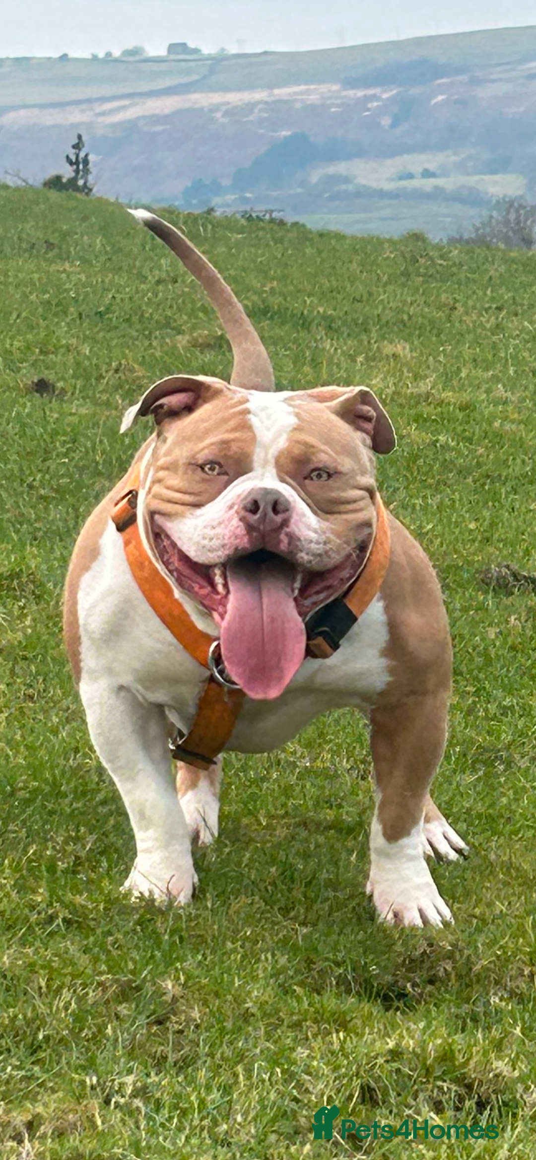 American Bully dogs for stud: American pocket bully  - Image 17