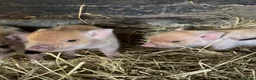 Pig livestock for sale: Kune kune piglets  - Advert 3