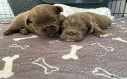 Shih Tzu dogs for sale: BLUE CARRING CHOC/LILAC IMPERIAL BOYS - Image 10