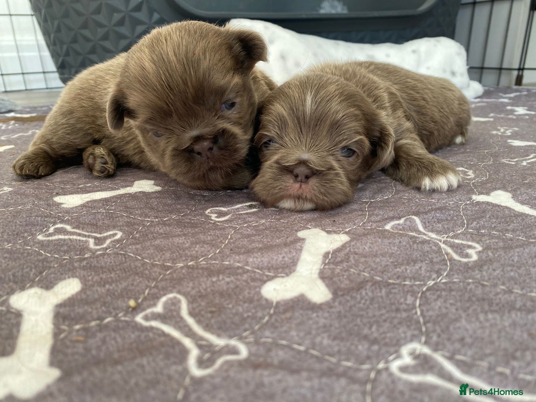 Shih Tzu dogs for sale: BLUE CARRING CHOC/LILAC IMPERIAL BOYS - Image 10