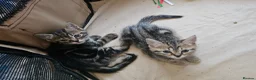 Mixed Breed cats for sale: Stunning Bombay Cross Kittens – Trained & Playful - Advert 18