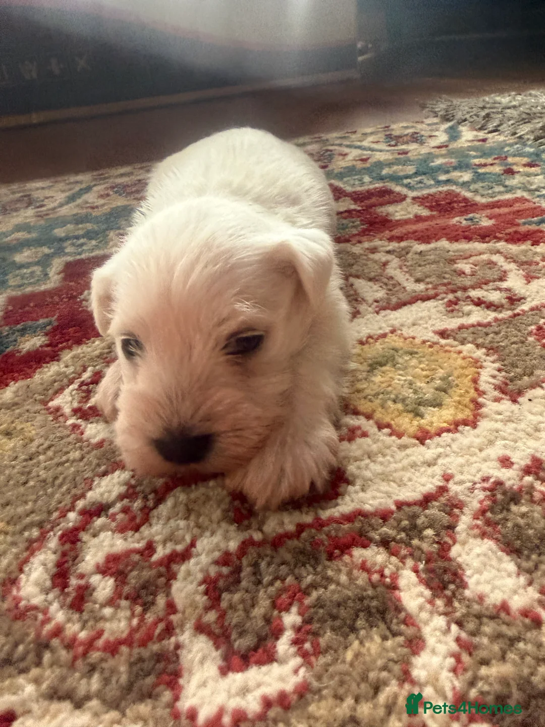 Miniature Schnauzer dogs for sale: White state miniature schnauzer pups in Neath - Advert 7