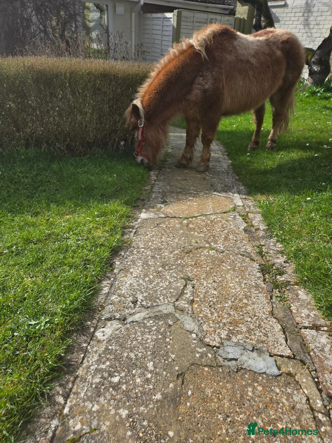 Shetland pony horses for sale: Shetland Pony - Advert 6