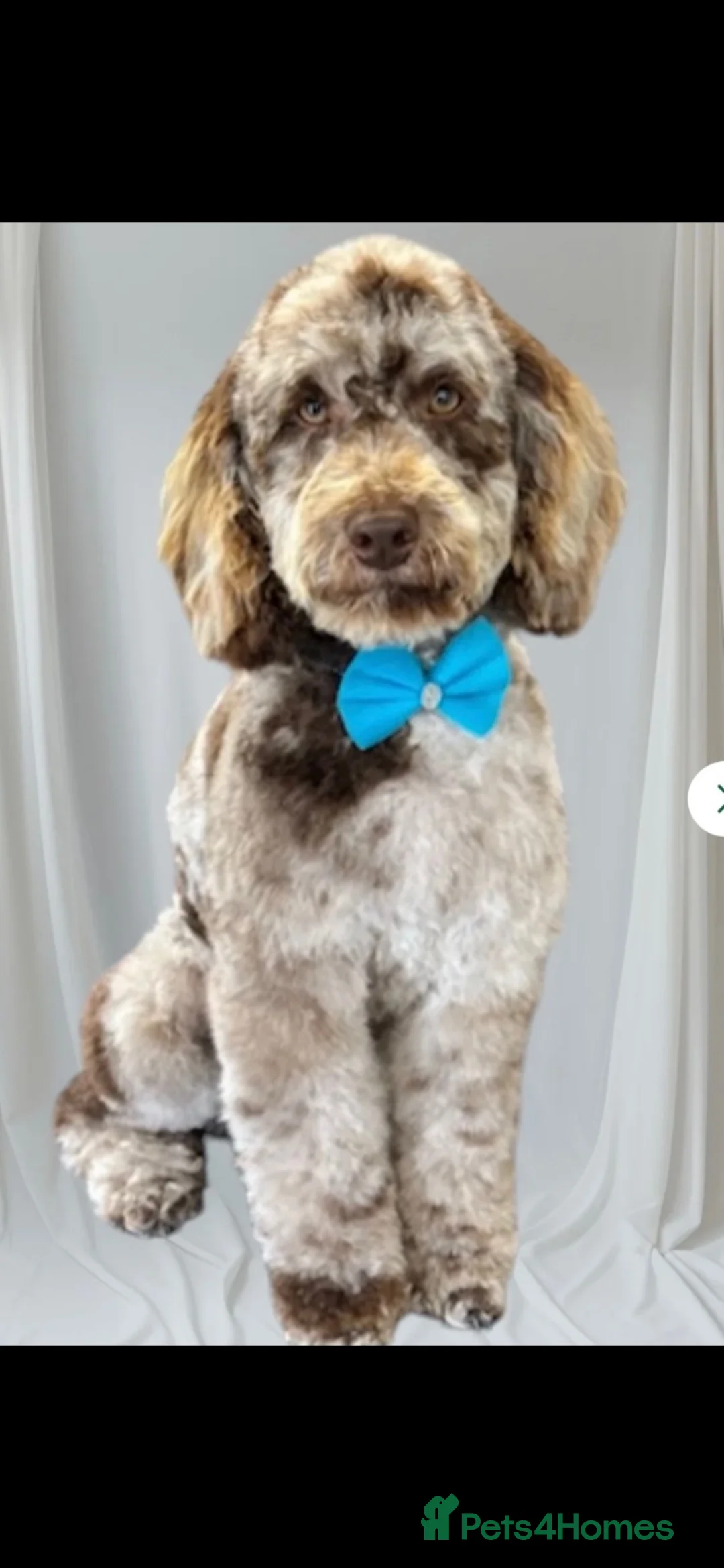 Cockapoo dogs for sale: Male cocapoo house trained  - Advert 2