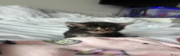 Maine Coon cats for sale: Maine coon kittens  in Winsford - Advert 16