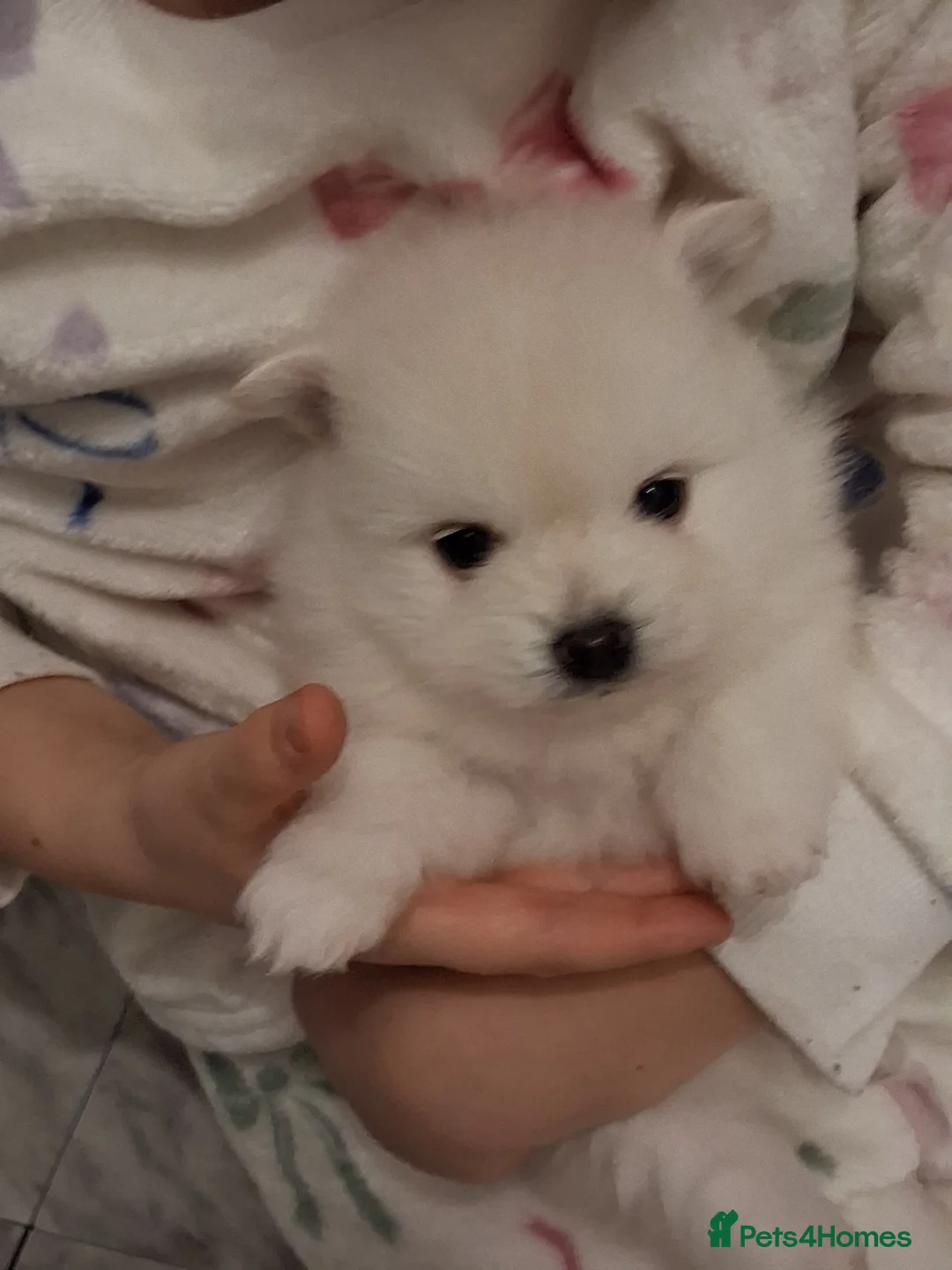 Pomeranian dogs for sale: 💖RARE PURE WHITE POMMERAINIAN💝 - Advert 12