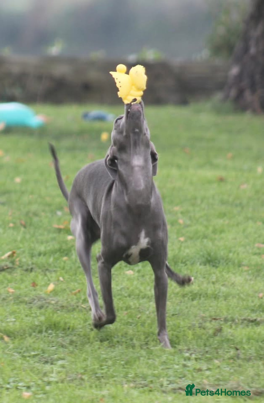 Italian Greyhound dogs for sale: KC Reg Italian Greyhound only 1 available - Advert 13