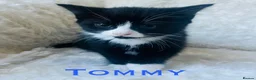 Mixed Breed cats for sale: Meet the Shelby Family… - Advert 6