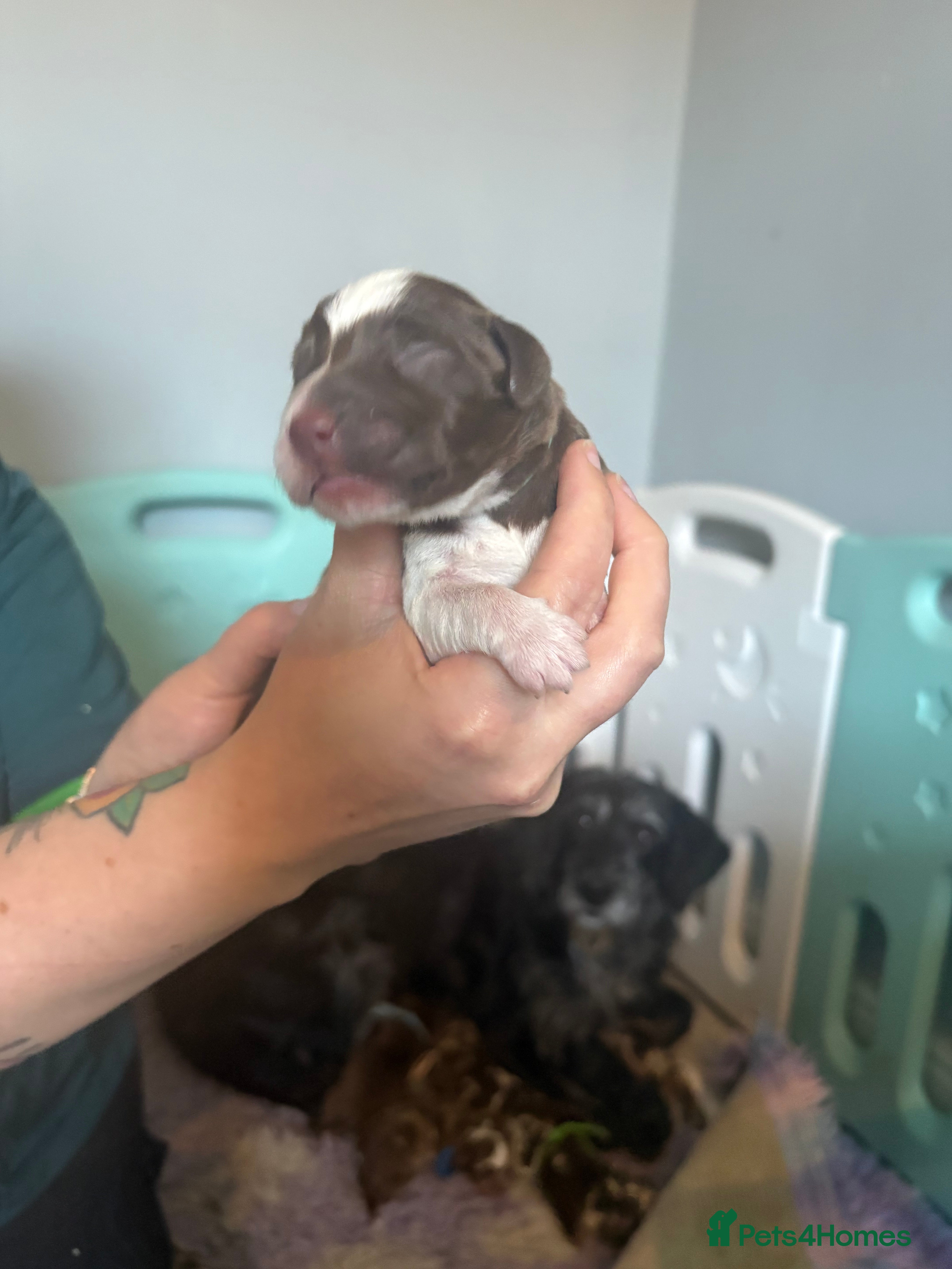 Labradoodle dogs Stunning Rare Tri Merle labradoodles 🐾 - Advert 2