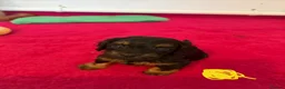 Cockapoo dogs for sale: Cockapoo puppies  in Elgin - Advert 3