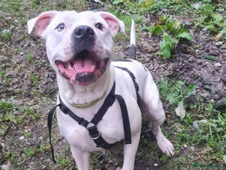 Mixed Breed dogs Blu free - Advert 2