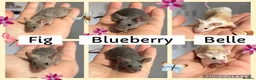Mouse rodents for sale: Ethical Home Mousery Waiting List  - Advert 5