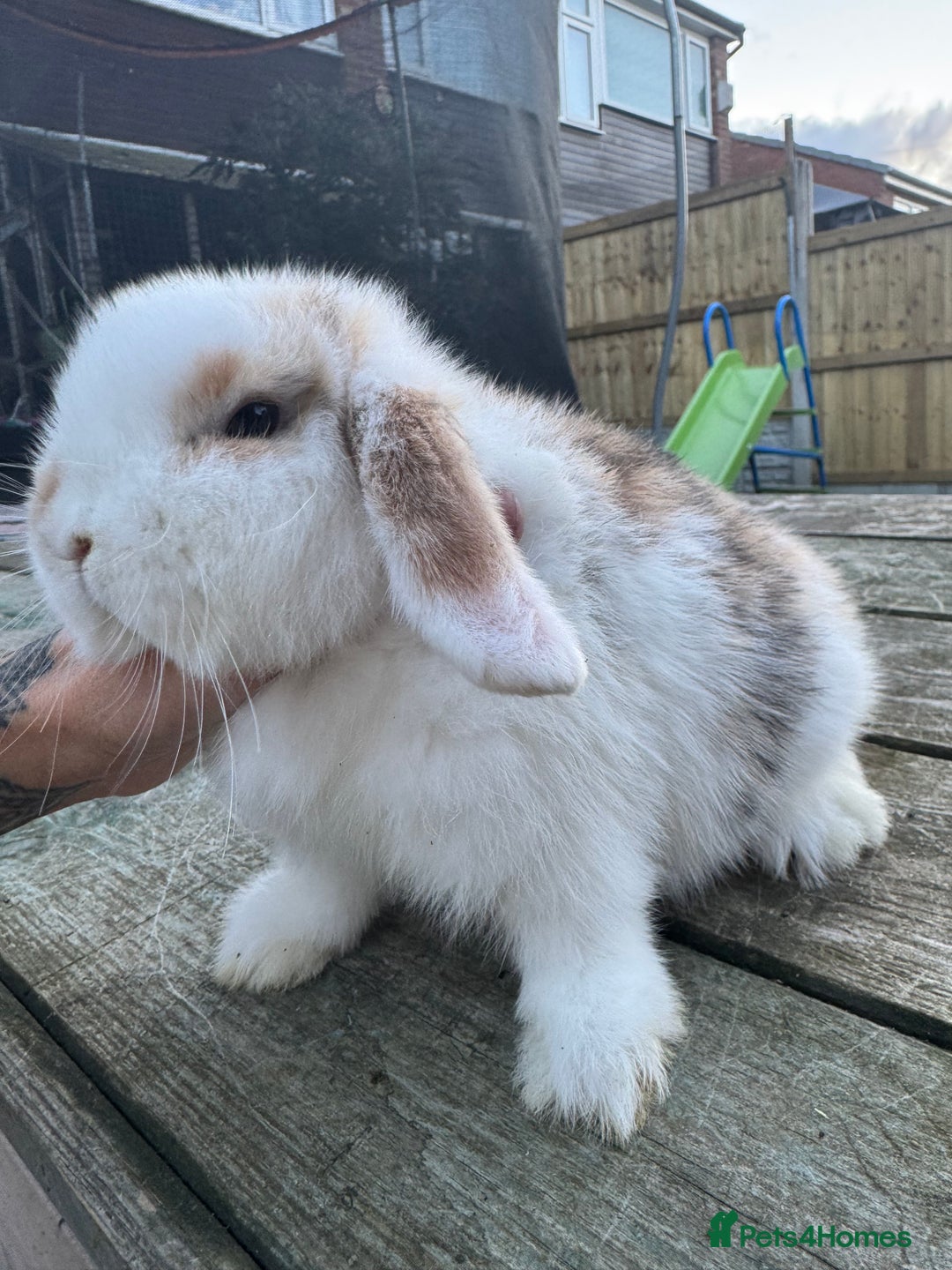 Mini Lop rabbits for sale: Mini lop boy  - Image 4