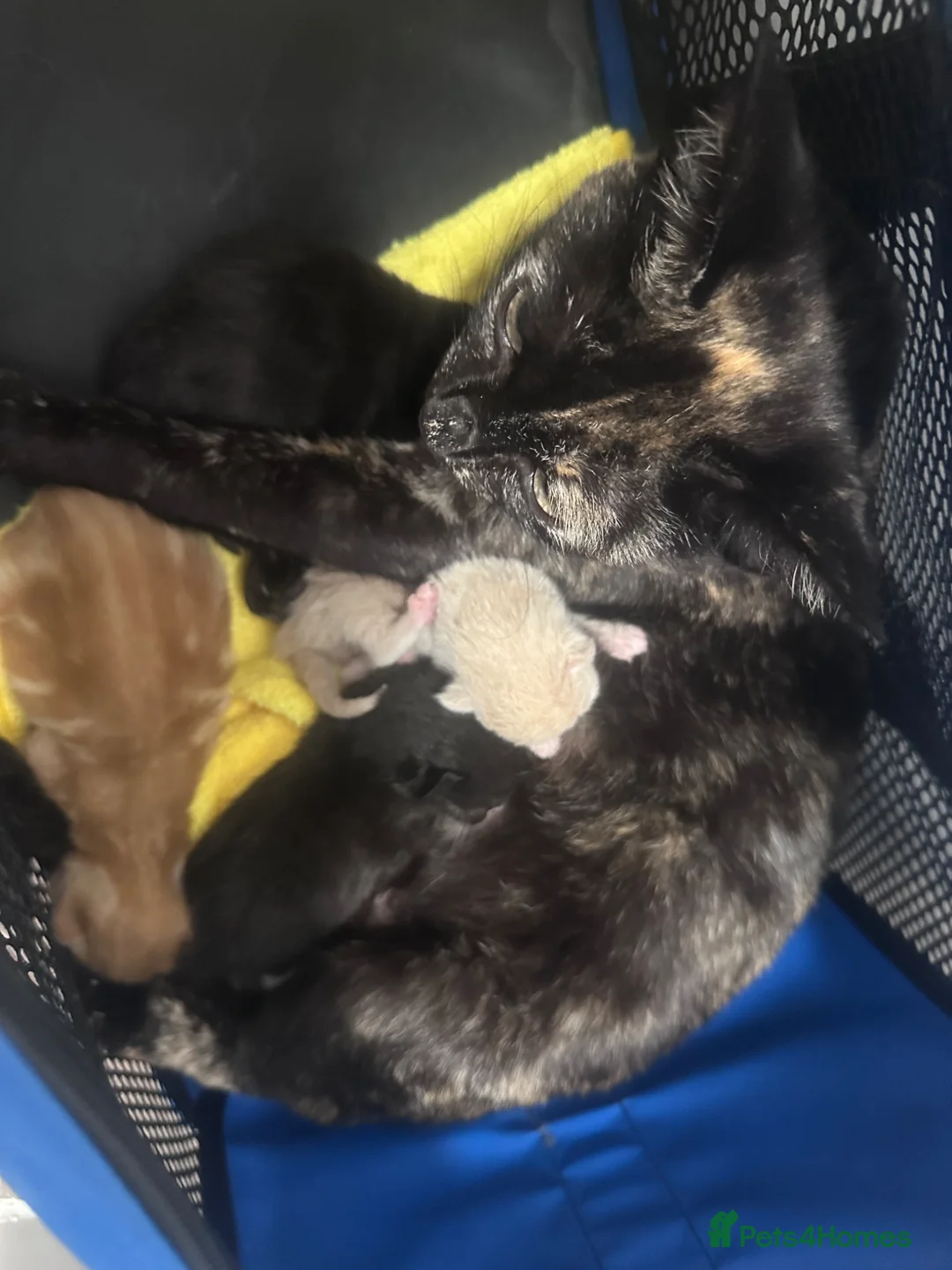 Mixed Breed cats for sale: Kittens  - Advert 2