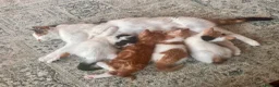 Mixed Breed cats for sale: 4 adorable kittens available  - Advert 12