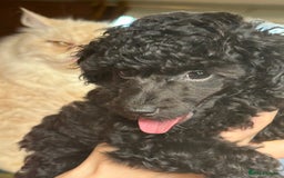 Toy Poodle dogs for sale: Adorable little toy poodle girls  - Image 6