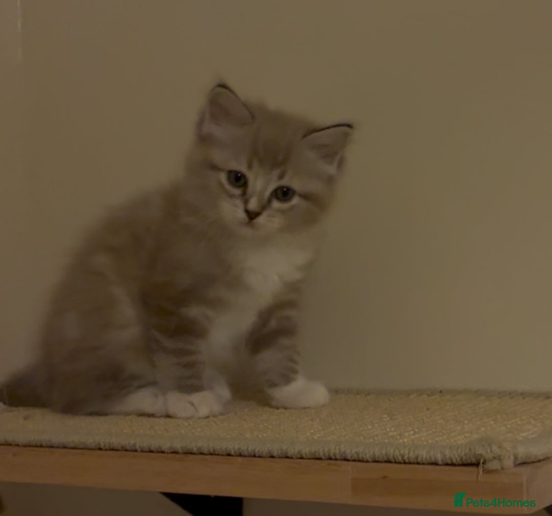 Ragdoll cats for sale: Tica registered Mink Ragdolls (cherubims) - Advert 2