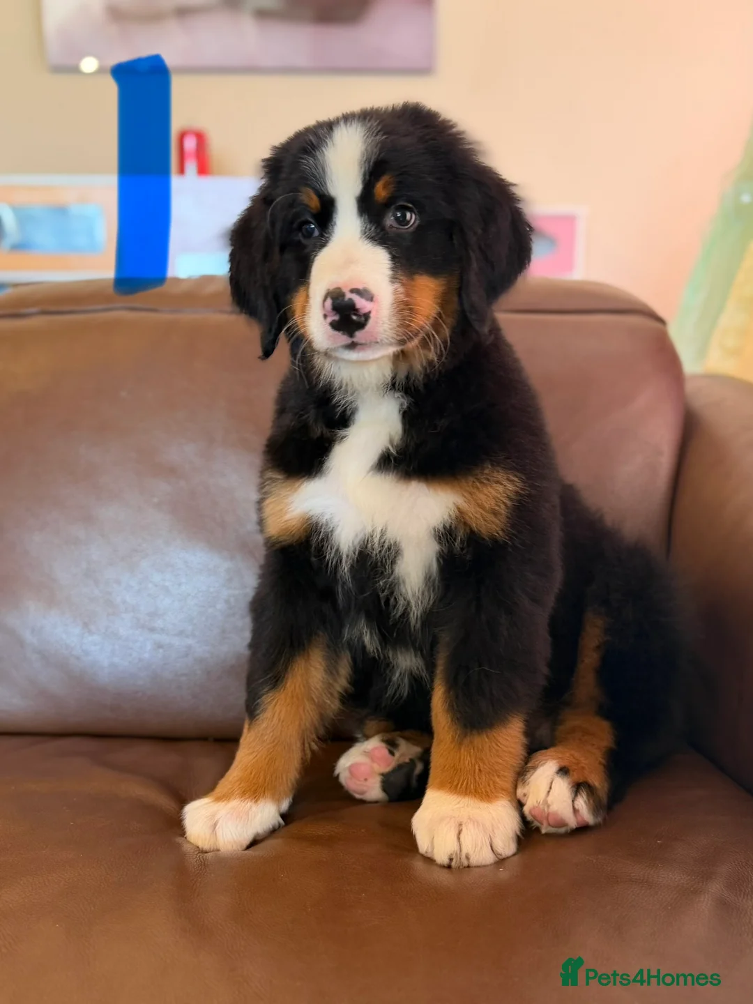 Bernese Mountain Dog dogs for sale: Bernese mountain dog puppies  - Advert 6