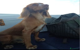 Cocker Spaniel dogs for sale: Working cocker spaniels 4 weeks old - Image 3