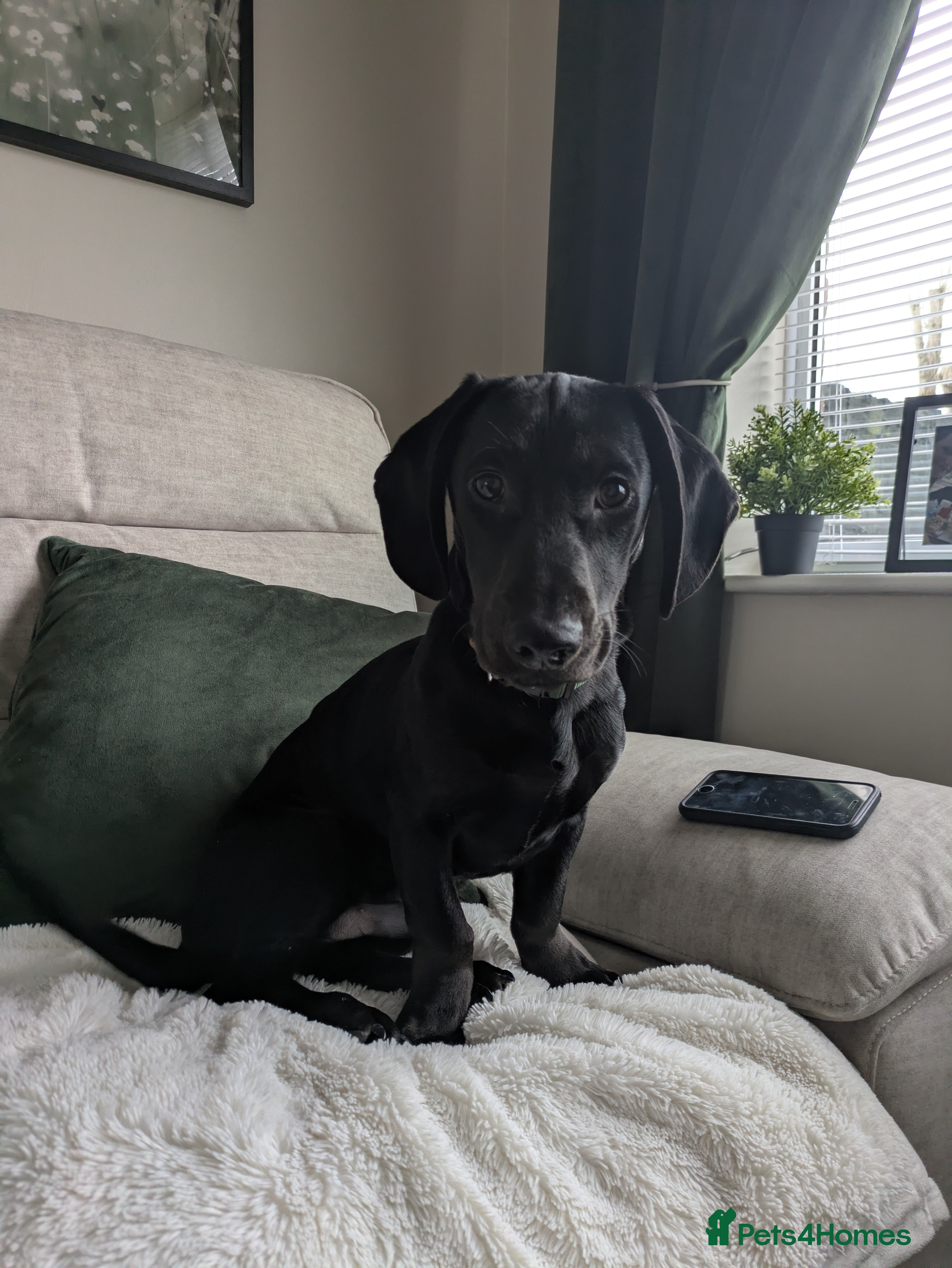 Mixed Breed dogs Spaniel rex  - Advert 1