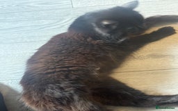 Mixed Breed cats for sale: 7 mix breed healthy kittens  in Sheffield - Image 3
