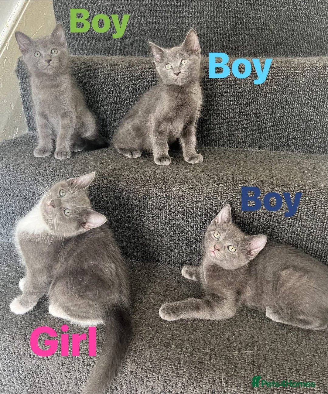 Ragdoll cats for sale: Adorable kittens ( Ragdoll cross) - Image 1