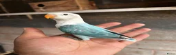 Lovebirds birds for sale: Beautiful baby and adult lovebird - Advert 9