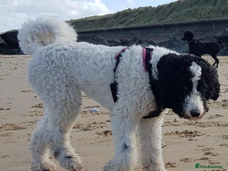 Bernedoodle dogs Bernedoodles - Advert 1