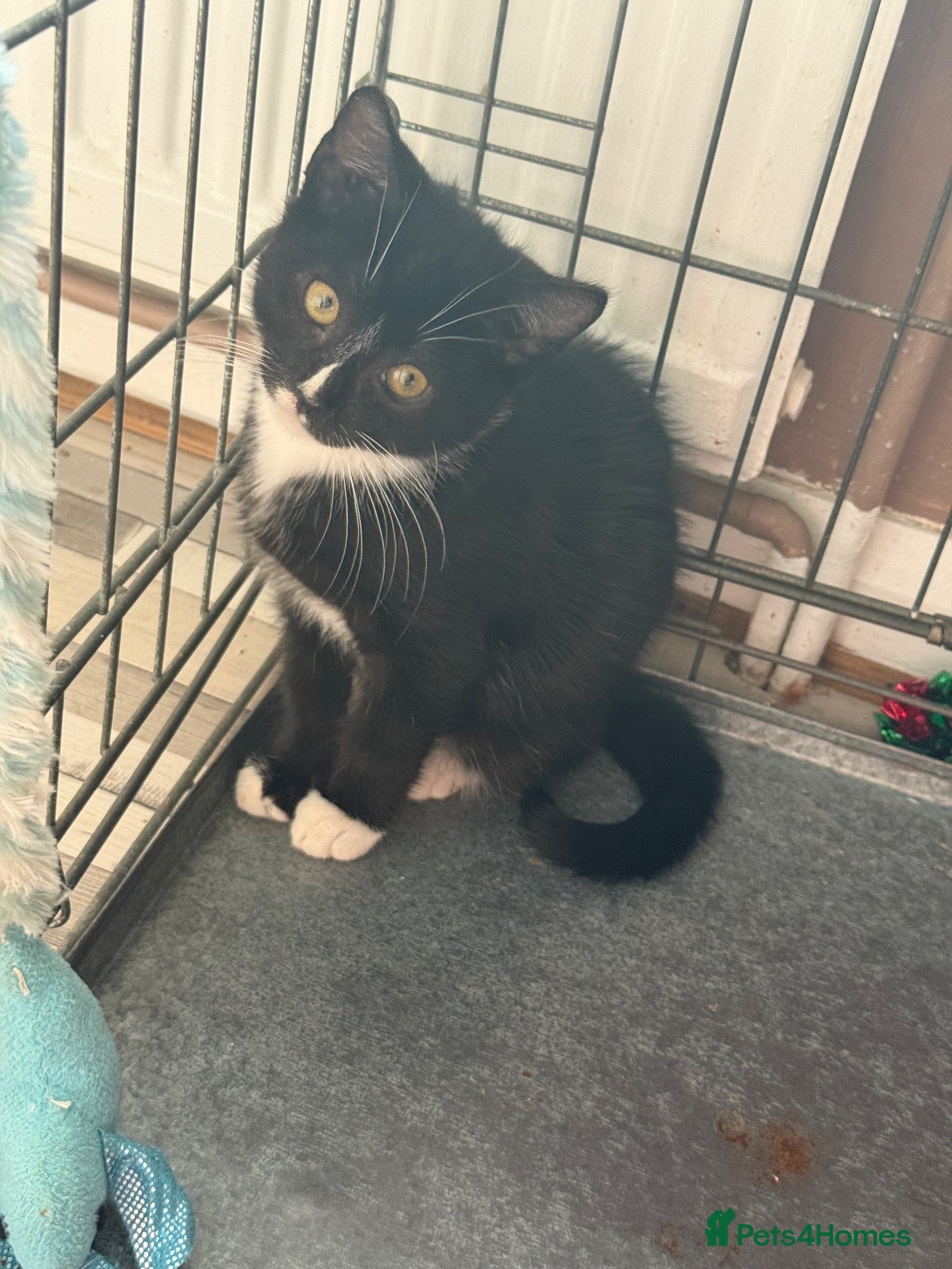 Mixed Breed cats 4 Male Black & White Kittens - Advert 10