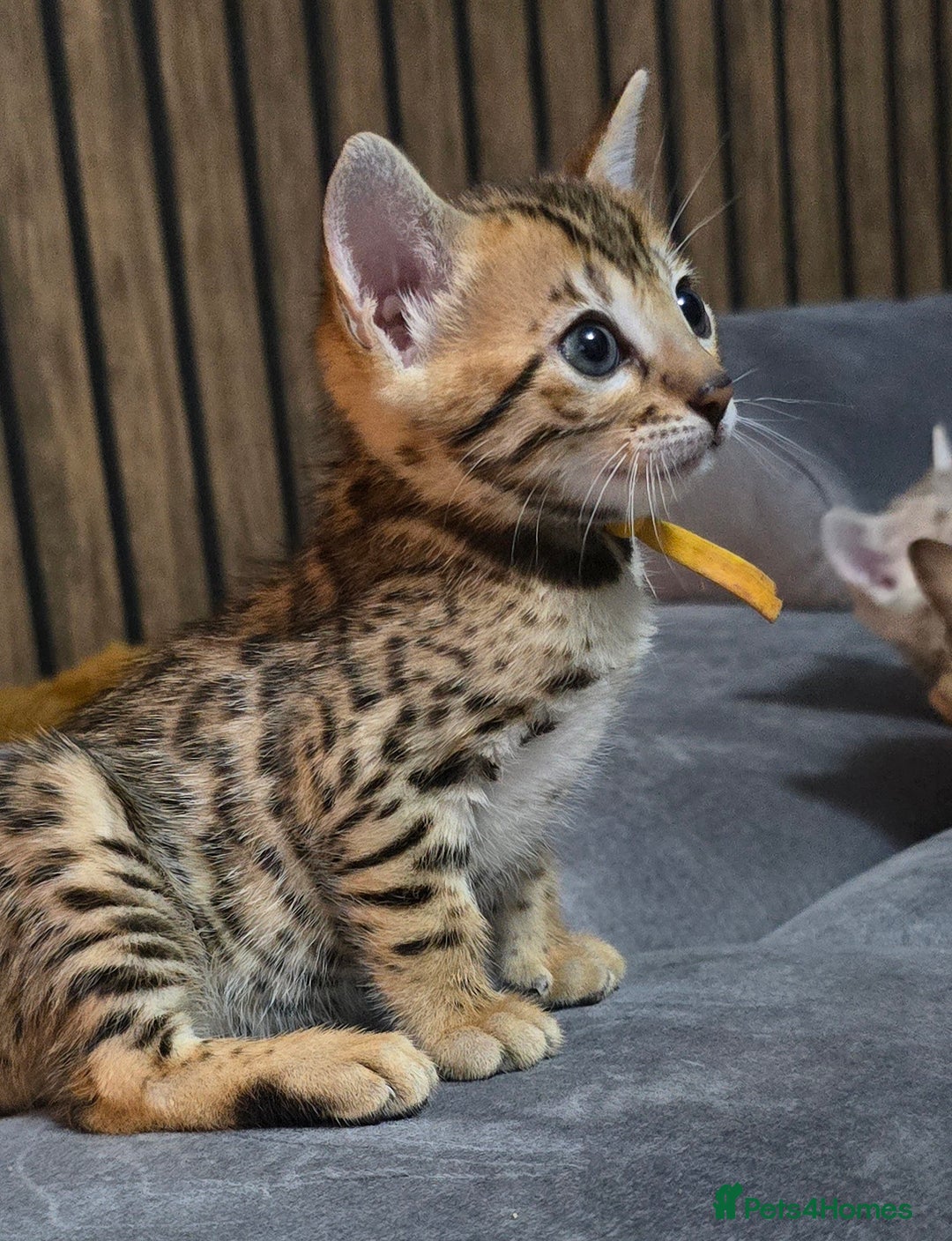 Bengal cats for sale: TICA Champion 2 boys available for reservation! - Advert 20