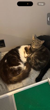 Mixed Breed cats - Advert 1