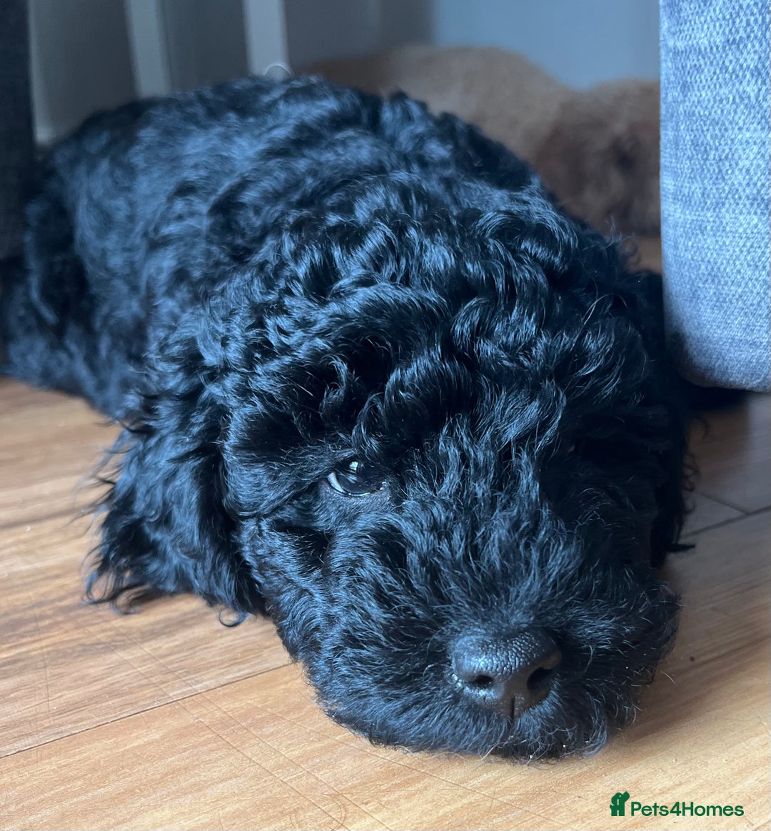Labradoodle dogs for sale: Labradoodle - Black Male 9wks  - Image 4