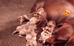 Miniature Dachshund dogs for sale: KC, PRA, STUNNING LITTER MIN,DASH😍 - Image 23