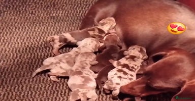 Miniature Dachshund dogs KC, PRA, only = 1 = boy reserved 😍 - Advert 12