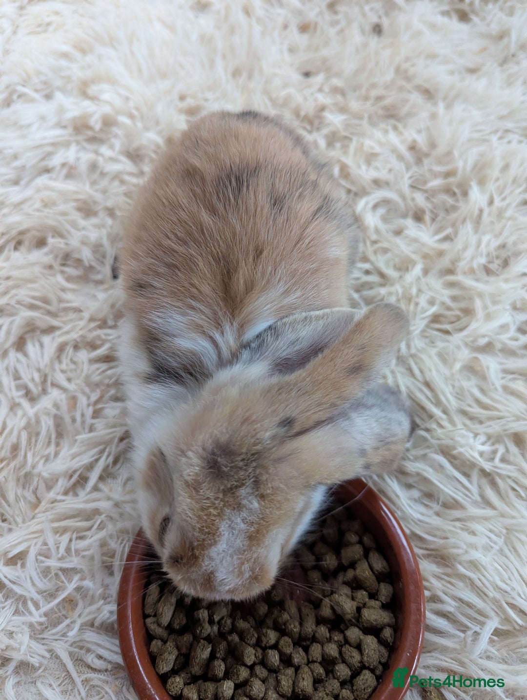 English Lop rabbits for sale: Lop mixed dot baby bunnies - Image 14