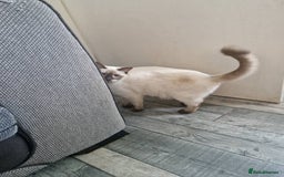 Ragdoll cats for sale: Luna Ragdoll x Britiah shorthair  - Advert 5