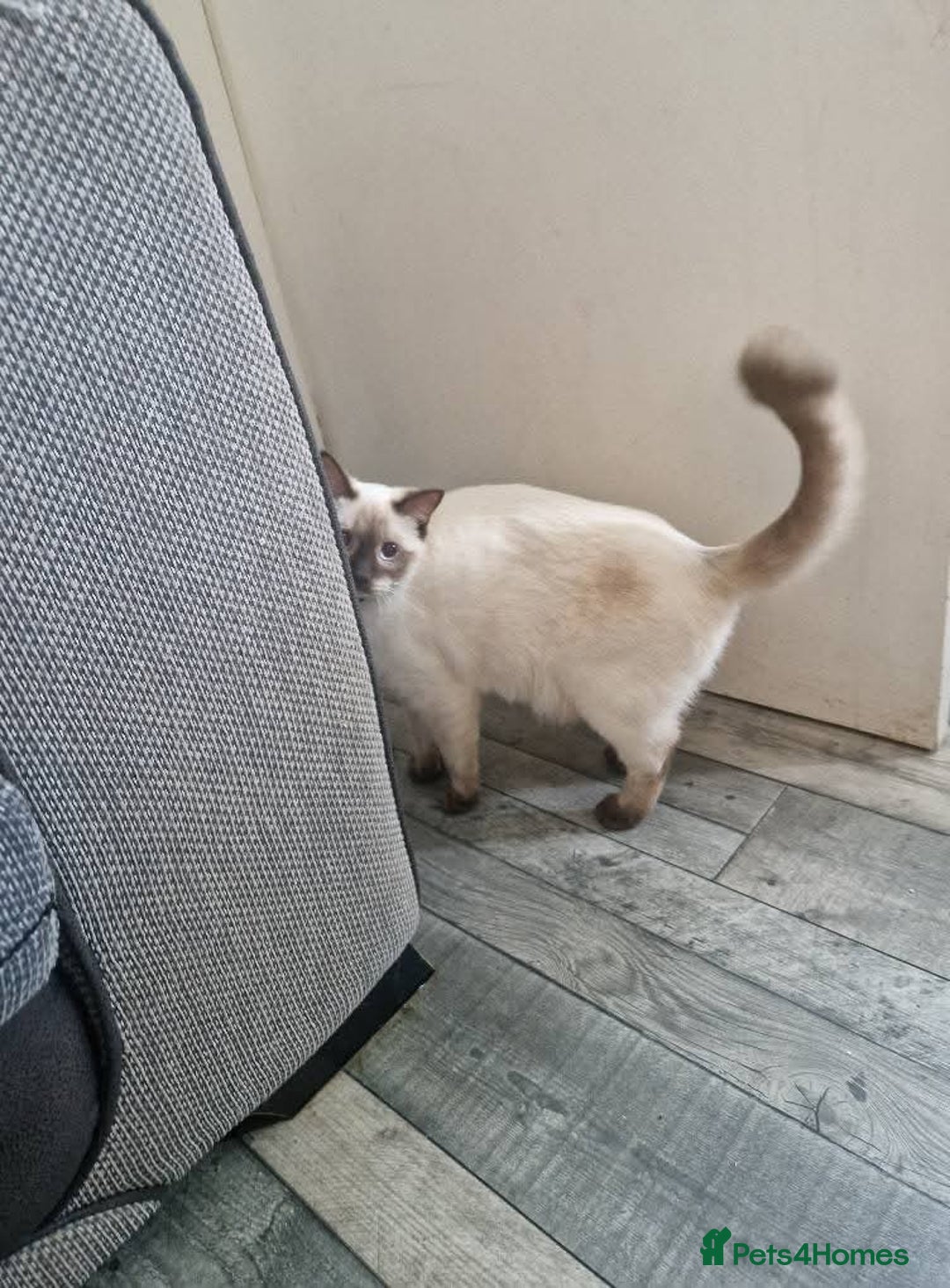 Ragdoll cats for sale: Luna Ragdoll x Britiah shorthair  - Advert 5