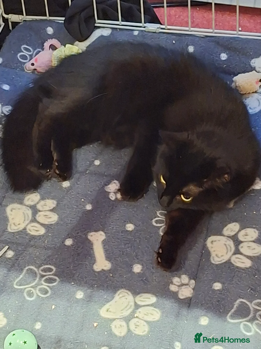 British Longhair cats for sale: Nova  - Advert 5