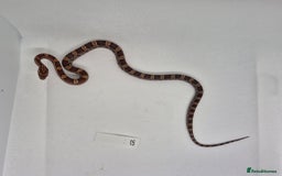 Corn Snake reptiles for sale: Corn snake hatchlings  - Image 12