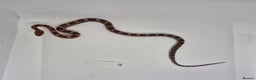 Corn Snake reptiles for sale: Corn snake hatchlings  - Advert 9