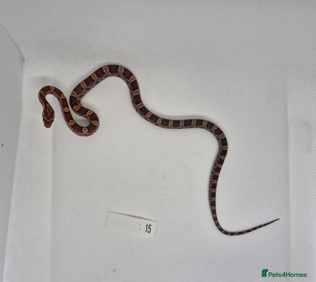 Corn Snake reptiles for sale: Corn snake hatchlings  - Image 12