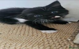 Mixed Breed cats for sale: Three beautiful kittens - Image 7