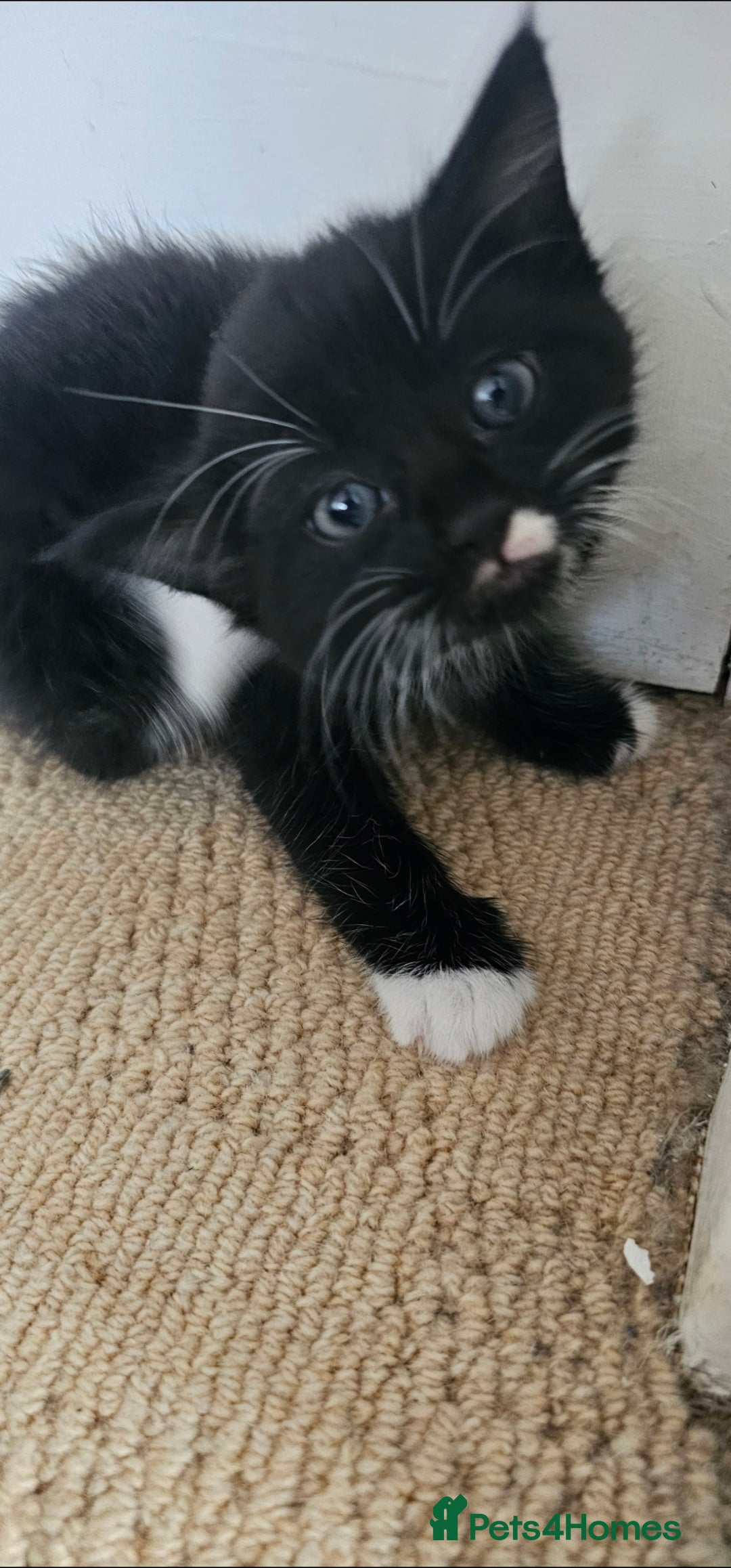 Mixed Breed cats for sale: Three beautiful kittens - Image 7