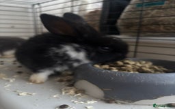 Rex rabbits for sale: Baby Rabbits for sale  - Advert 11