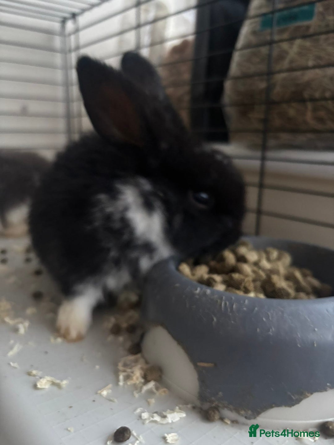 Rex rabbits for sale: Baby Rabbits for sale  - Advert 11