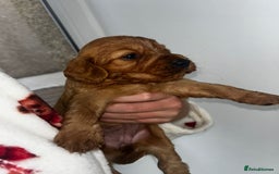 Cockapoo dogs for sale: Beautiful cockerpoo puppies  - Image 19