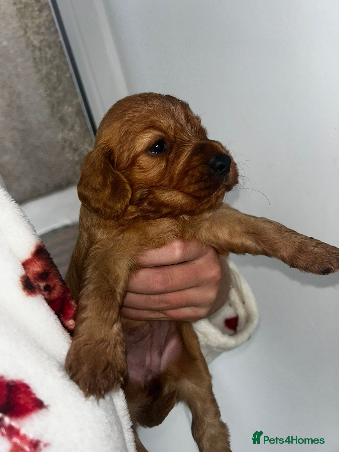 Cockapoo dogs for sale: Beautiful cockerpoo puppies  - Image 19