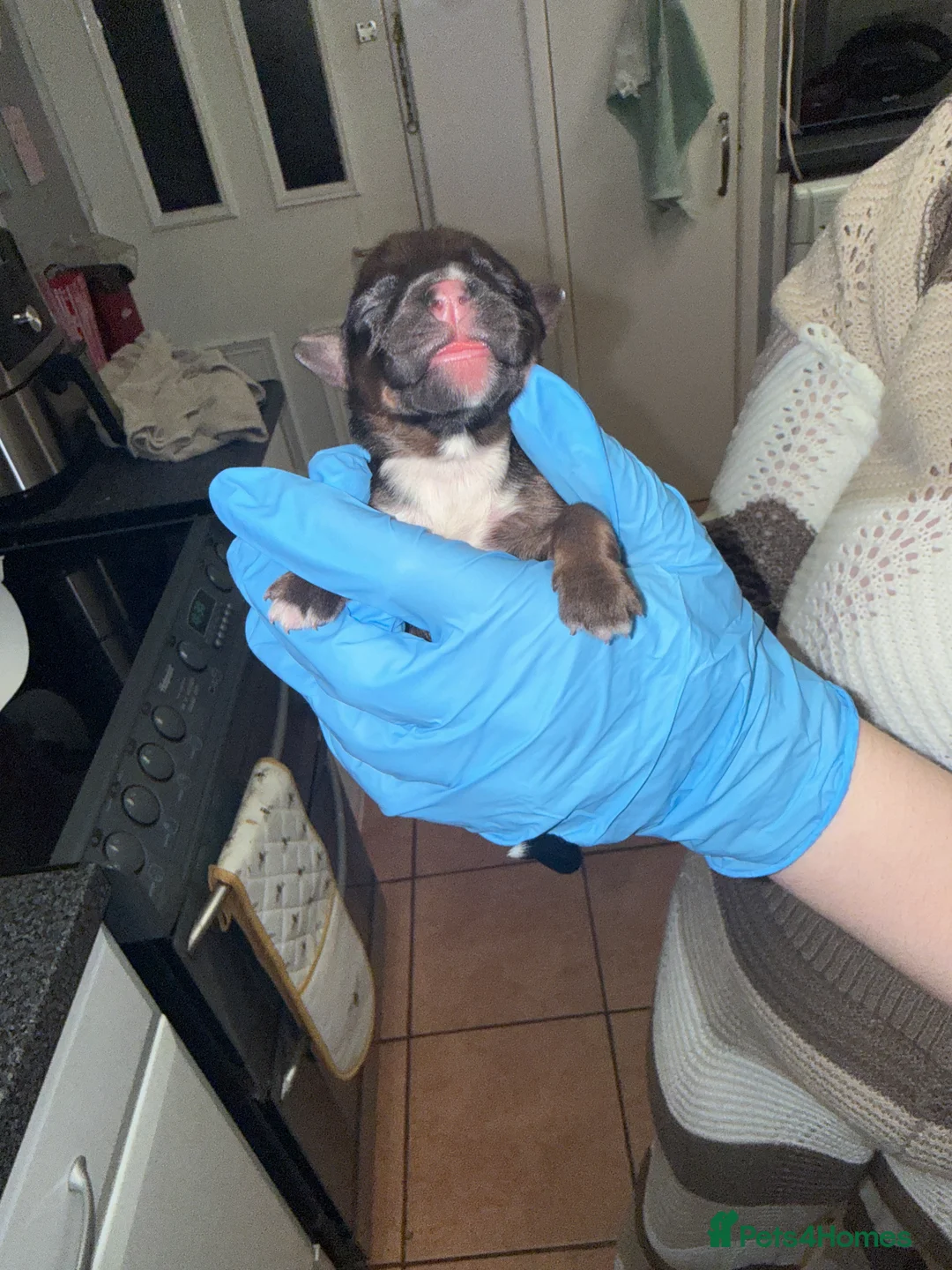 Mixed Breed dogs for sale: 10 puppy’s 6 boys 4 girls ready in 6 weeks  - Advert 4