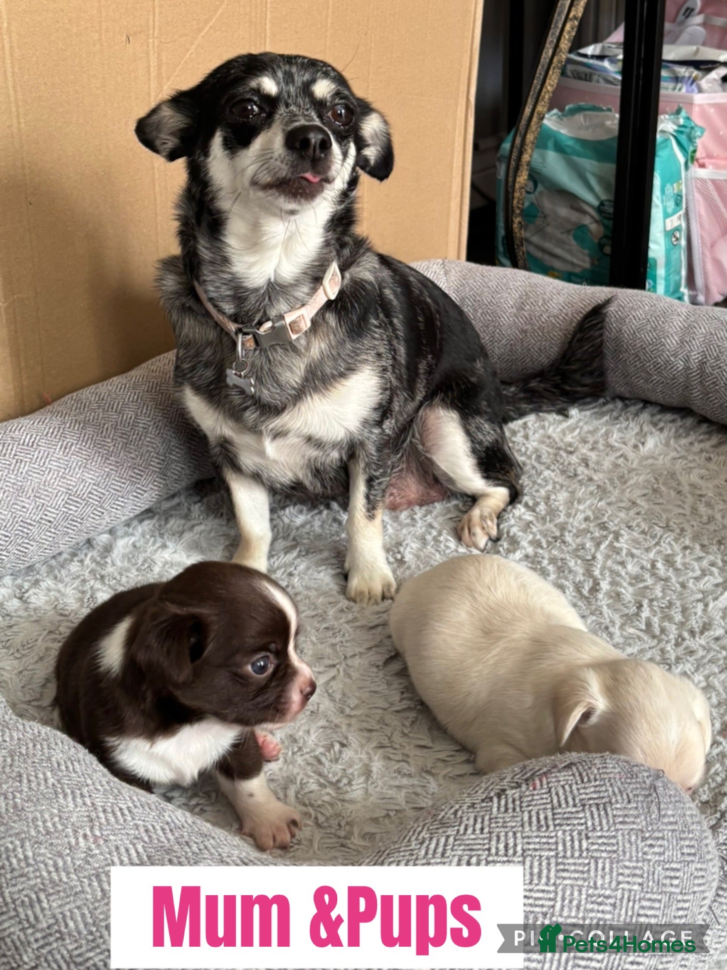 Chihuahua dogs 2 stunning  boy chihuahuas  - Advert 10